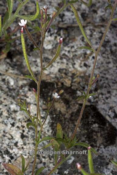 epilobium brachycarpum 5 graphic